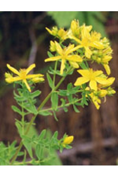 TSA HIPERICUM PERFORATUM 50ML TSA HIPERICUM PERFORATUM 50ML