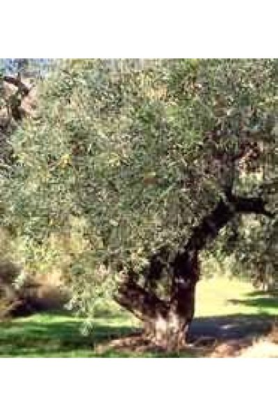 TSA OLEA EUROPEA 50ML HERBOPL TSA OLEA EUROPEA 50ML HERBOPL