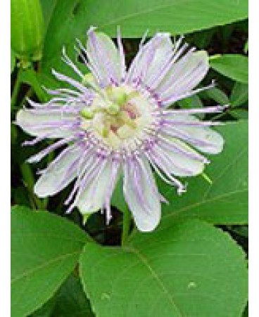 TSA PASSIFLORA INCARNATA 50ML