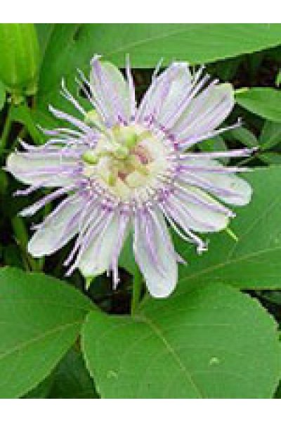 TSA PASSIFLORA INCARNATA 50ML TSA PASSIFLORA INCARNATA 50ML