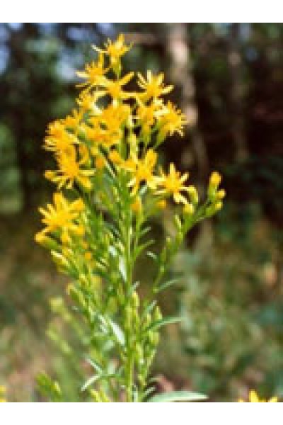 TSA SOLIDAGO VIRGAUREA 50ML TSA SOLIDAGO VIRGAUREA 50ML