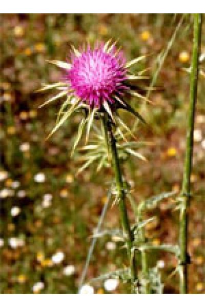TSA SYLIBUM MARIANUM 50ML TSA SYLIBUM MARIANUM 50ML