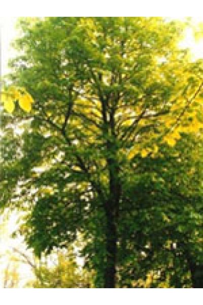TSA TILIA EUROPEA 50ML TSA TILIA EUROPEA 50ML