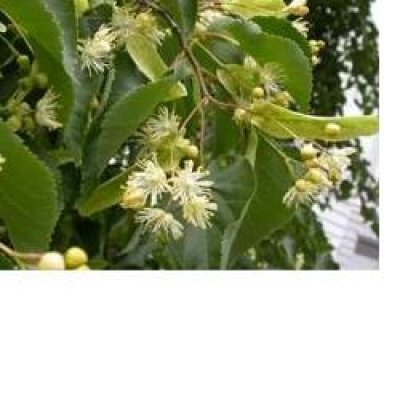 EIE TIGLIO 30ML GTT ADAMA EIE TIGLIO 30ML GTT ADAMA