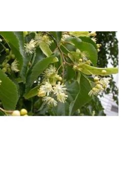 EIE TIGLIO 30ML GTT ADAMA EIE TIGLIO 30ML GTT ADAMA