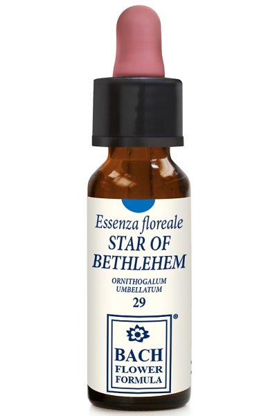 STAR OF BETHLEHEM 10ML GTT STAR OF BETHLEHEM 10ML GTT
