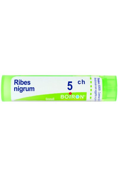 RIBES NIGRUM 5CH GR BO RIBES NIGRUM 5CH GR BO