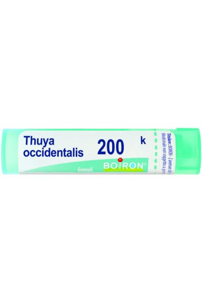 THUYA OCCIDENT 200K GR BO THUYA OCCIDENT 200K GR BO