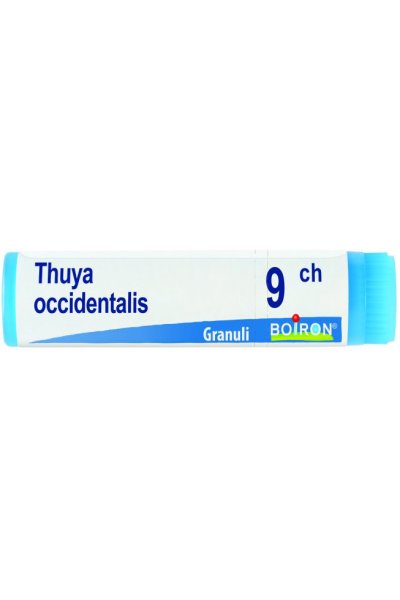 THUYA OCCIDENT 9CH GL BO THUYA OCCIDENT 9CH GL BO