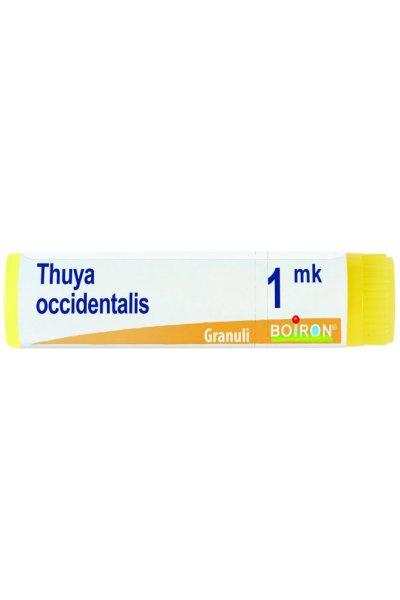 THUYA OCCIDENT MK GL BO THUYA OCCIDENT MK GL BO