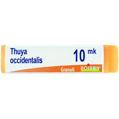 THUYA OCCIDENT XMK GL BO THUYA OCCIDENT XMK GL BO