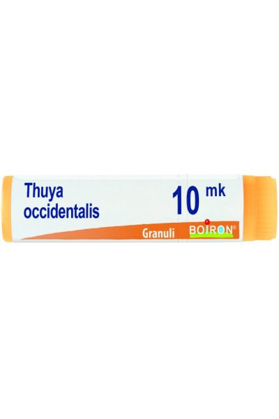 THUYA OCCIDENT XMK GL BO THUYA OCCIDENT XMK GL BO